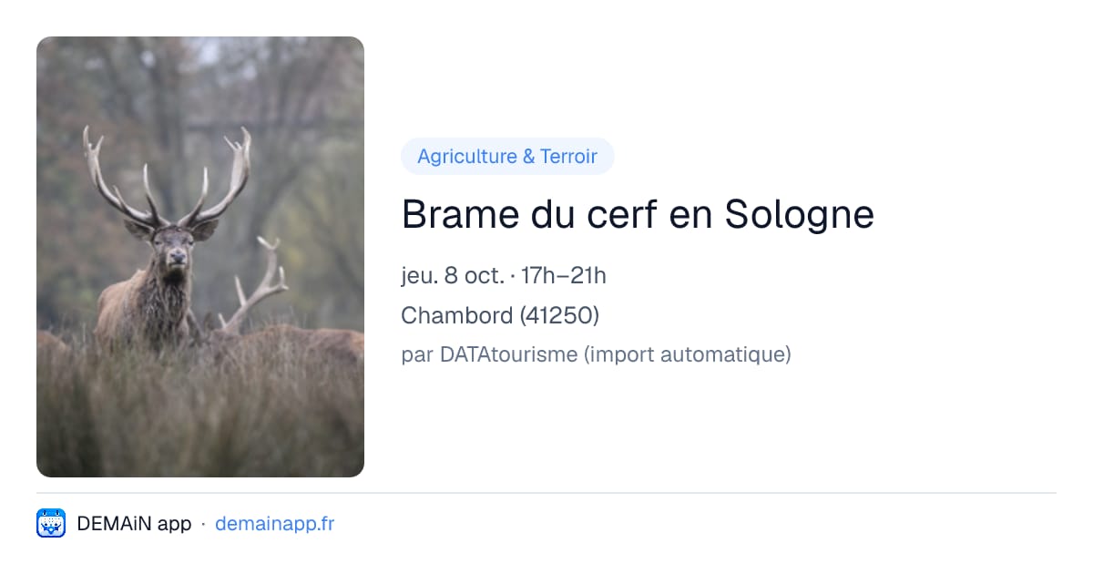 Brame du cerf en Sologne — Chambord