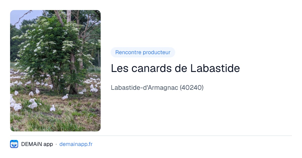 Les canards de Labastide — Labastide-d'Armagnac