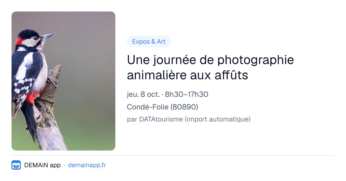 Une journée de photographie animalière aux affûts — Condé-Folie